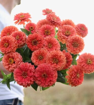 Zinnia Elegans Bronze Dwarf