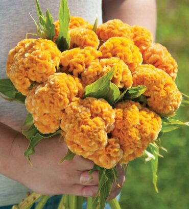 Celosia Cristata Cockscomb Golden Yellow Dwarf