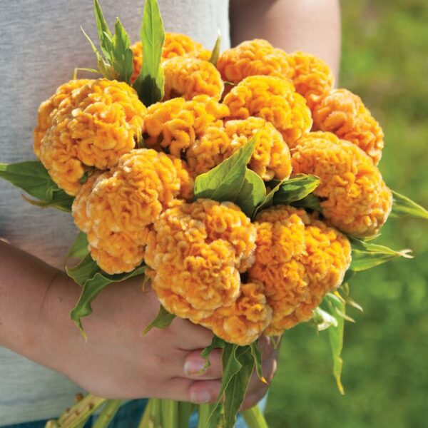 Celosia Cristata Cockscomb Golden Yellow Dwarf