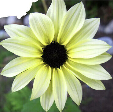 Sunflower Ice-Cream