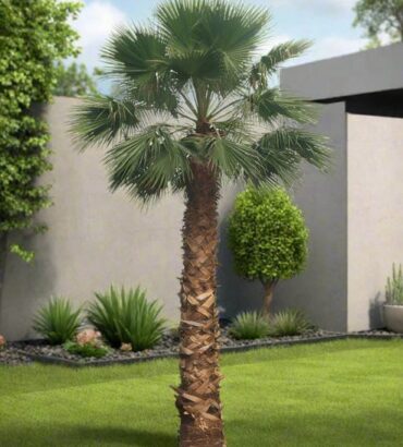 Mexican fan palm