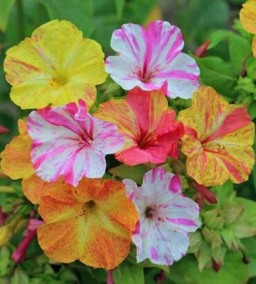 Four O’Clock Bio Color Mix