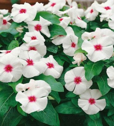 Vinca Polka Dot Dwarf