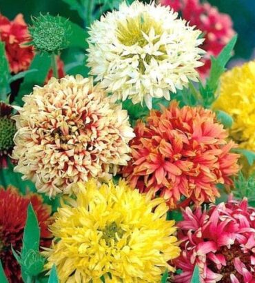 Gaillardia Double Mix