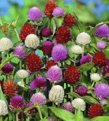 Gomphrena Formula Dwarf