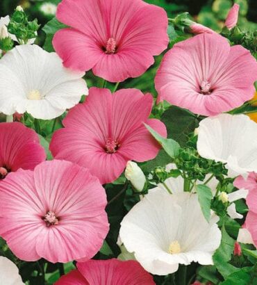 Lavatera Trimestris Mix