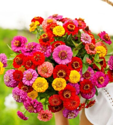 Zinnia Lilliput (زینیا لیلی پت)