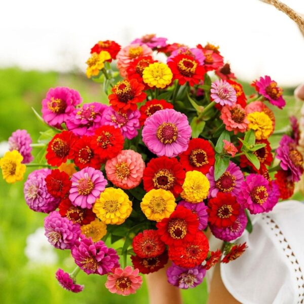 Zinnia Lilliput (زینیا لیلی پت)