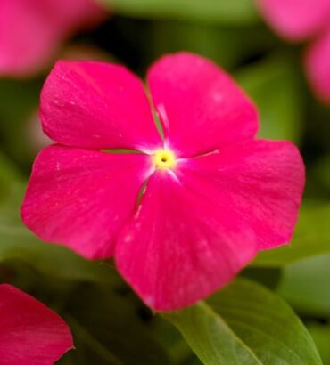 Vinca Deep Rose Dwarf