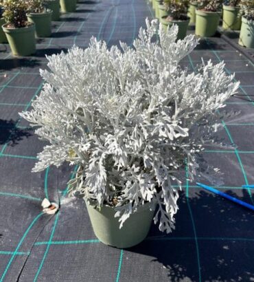 Silver Dust Dwarf