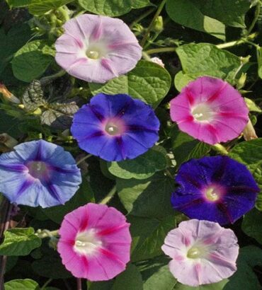 Morning Glory Field Grown Mix