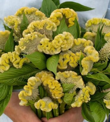 Celosia Cristata Cockscomb Lemon Lime Dwarf