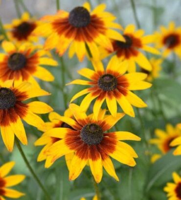 Rudbeckia Gloriosa Daisies Mix