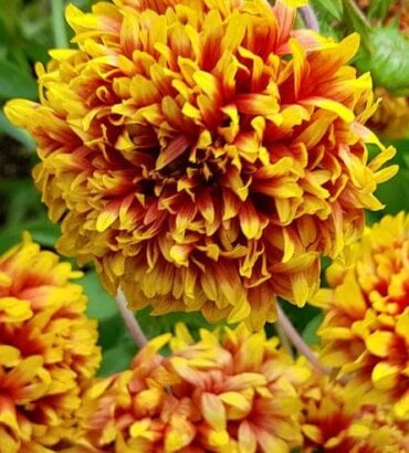 Gaillardia Sundance bicolor Dwarf