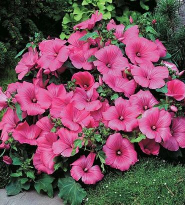 Lavatera Trimestris Love Lines