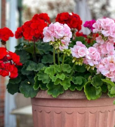 Geranium Zonale Dwarf Mix