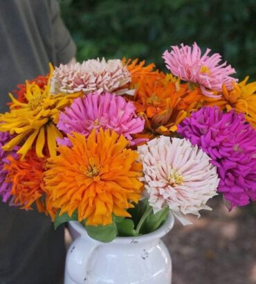 Zinnia cactus Mix (زینیا کیکٹس)