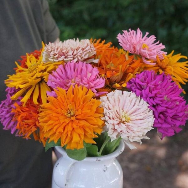 Zinnia cactus Mix (زینیا کیکٹس)