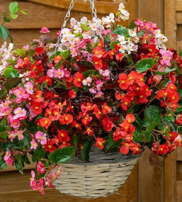 Begonia semperflorens Mix