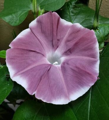 Morning Glory Chocolate Extra