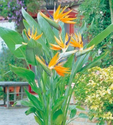 Bird of Paradise