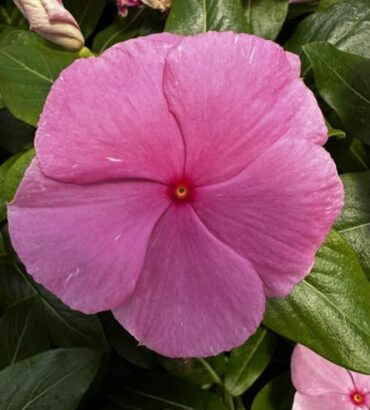 Vinca Soft Pink Dwarf