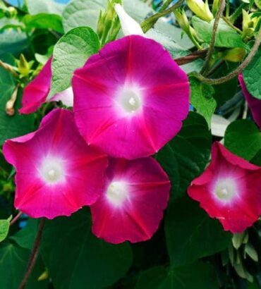 Morning Glory Scarlett O’Hara
