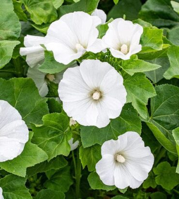 Lavatera Trimestris Mont Blanc