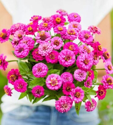 Zinnia Lilliput Purple