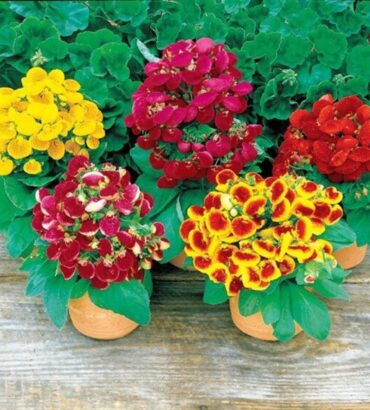 Slipper Flower Mix
