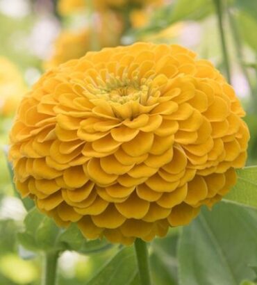 Zinnia Elegans Yellow Dwarf