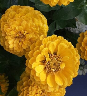 Zinnia Lilliput Golden Yellow