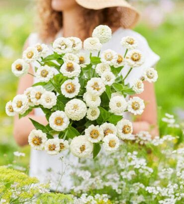 Zinnia Lilliput White