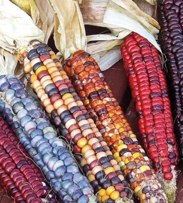 Hortus Ornamental Corn
