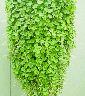 Dichondra Repens (لان لیف)