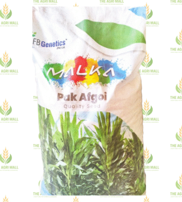 Pak Afgoi ( Maize Fodder)