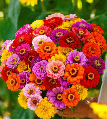 Zinnia California Giants Mix