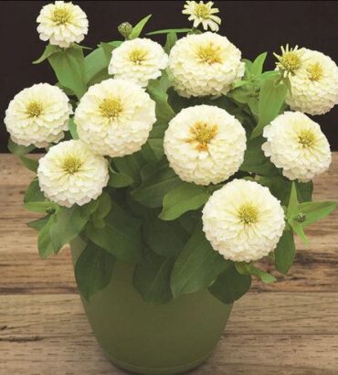 Zinnia Elegans White Dwarf